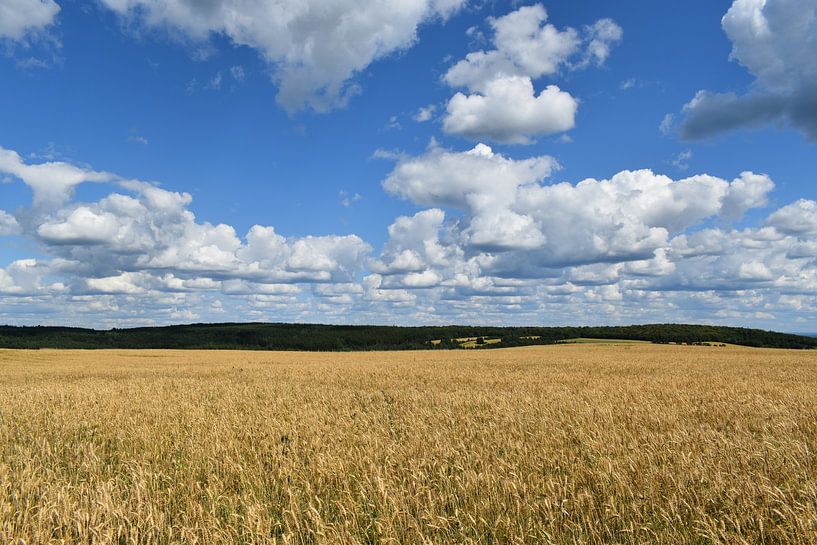 Ein Weizenfeld im Herbst von Claude Laprise