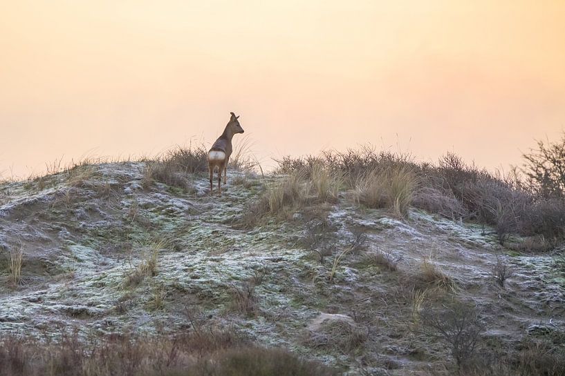 Little deer in the dunes by Dirk van Egmond