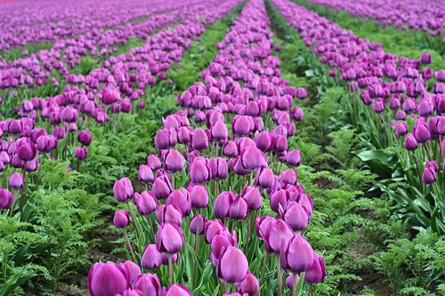Tulpen in bloei in de lente in een tulpenveld