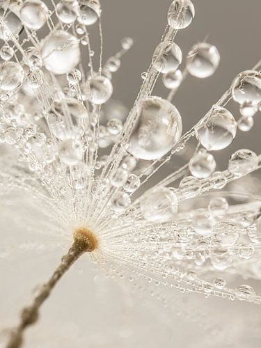 Druppels gedragen door een pluisje aan een paardenbloem met taupekleurige achtergrond