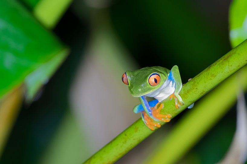 Tree Frog van Eddy Kuipers