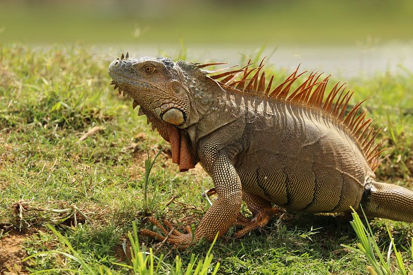 Leguaan in Cano Negro Costa Rica van Ralph van Leuveren