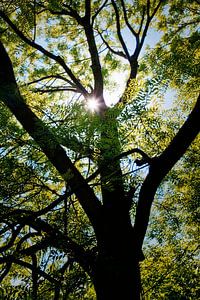Sommesonne