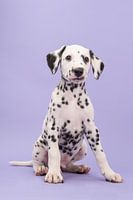 Dalmatian