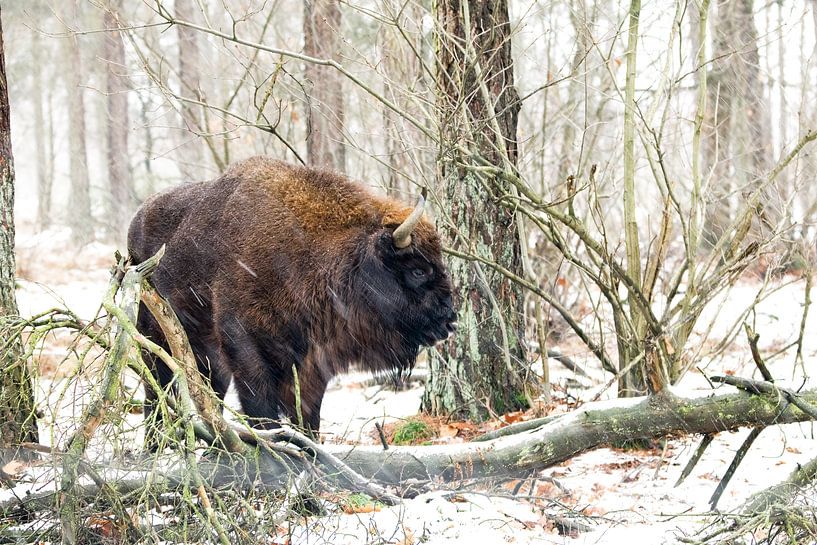 Wisent by Corrie Post
