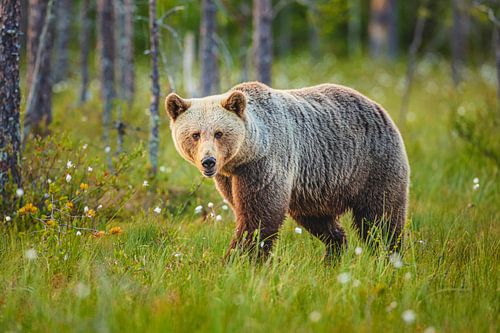 Blonde Bruine beer (Ursus arctos) in de taiga
