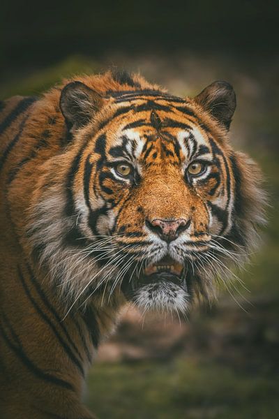 Portrait d'un tigre de Sumatra par Edith Albuschat