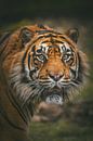Portret van een Sumatraanse tijger van Edith Albuschat thumbnail