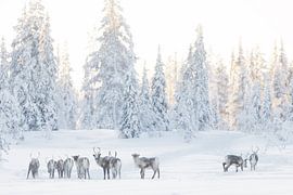 Reindeer in a crispy white landscape by Monique van Genderen (in2pictures.nl fotografie)