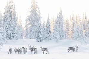 Rentiere in einer strahlend weißen Landschaft