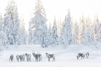 Reindeer in a crispy white landscape