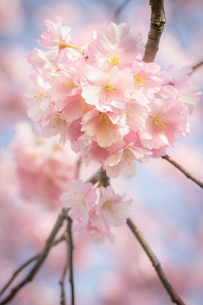 Fleur dans le ciel bleu du printemps par Patricia van Kuik