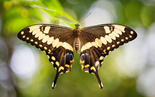 koninginnenpage (Papilio machaon)