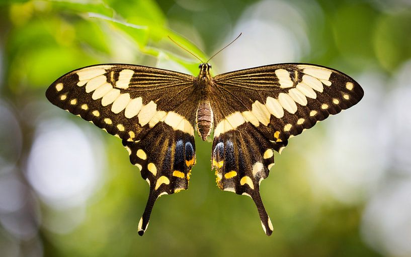 koninginnenpage (Papilio machaon) van Sran Vld Fotografie