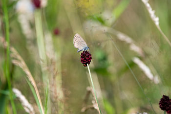 Heller Wiesenknopf-Ameisenbläuling