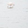 Flamingo in het Grevelingenmeer van Bruno Hermans