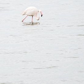 Flamingo in het Grevelingenmeer van Bruno Hermans