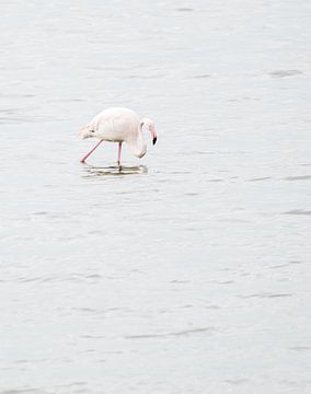 Flamingo in het Grevelingenmeer van Bruno Hermans