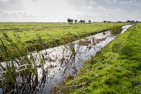 Weiland met sloot nabij Gouda in Nederland