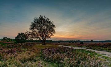 zonsondergang boven de heide van Michel Knikker