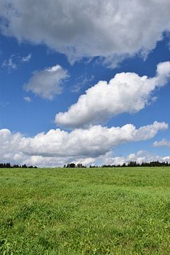 A field of clover in summer by Claude Laprise