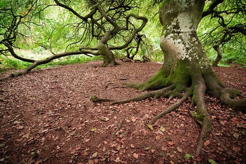 Hêtres de Süntel en automne