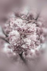 Kirschblüten im Fokus