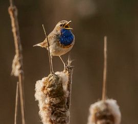 Oiseau Bleu fait de son mieux. sur Wouter Van der Zwan