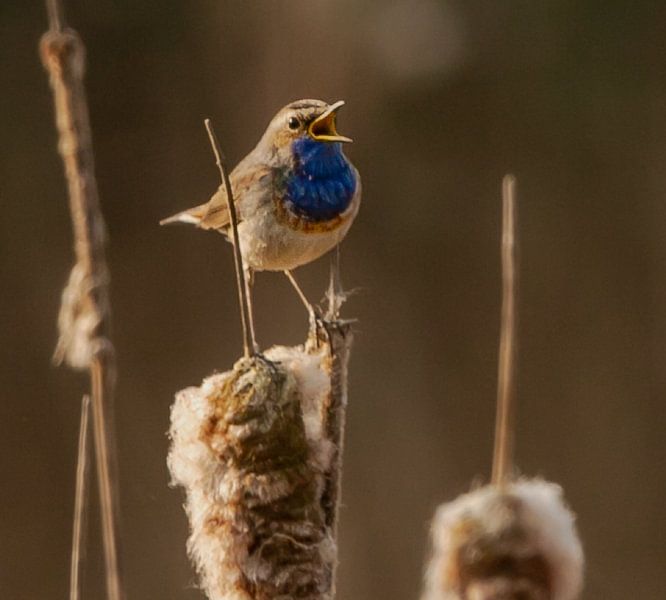bluebird puts his best foot forward. by Wouter Van der Zwan