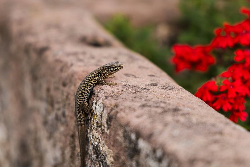 Salamander, Zuid-Frankrijk van Veerle Sondagh