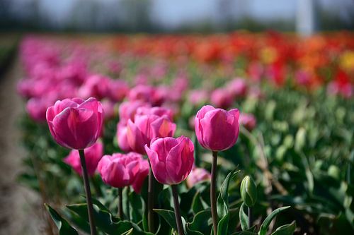 Mooie roze