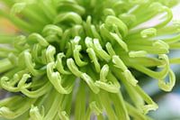 chrysanthemum close up
