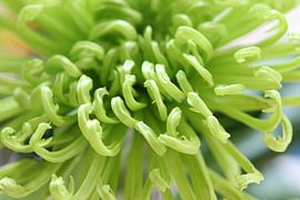 chrysantheme nahaufnahme von Silvia Weenink