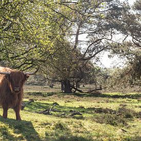 Schottischer Hochlandrind auf der Heide von Johan van Venrooy