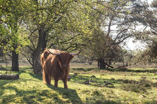 Schottischer Hochlandrind auf der Heide