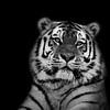 Tijger met zwarte achtergrond in het zwart wit van Maria-Maaike Dijkstra