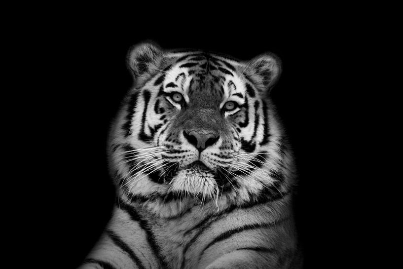 Tiger mit schwarzem Hintergrund in Schwarz-Weiß von Maria-Maaike Dijkstra