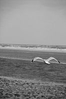 Meeuw aan de kust