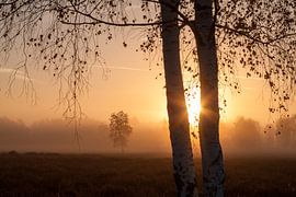 Morning mist by Silvana Rücker