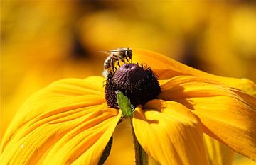 Fleißige Biene von erikaktus gurun