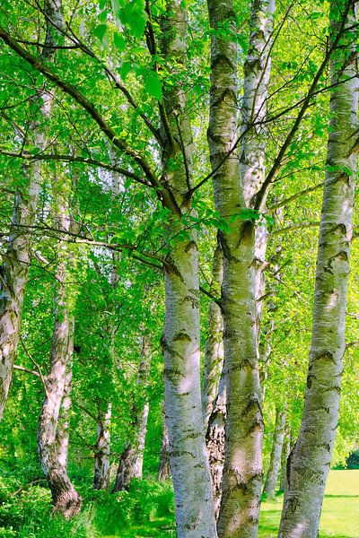 May birches by Ostsee Bilder