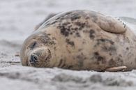 slapende zeehond op het strand van Desirée Couwenberg thumbnail