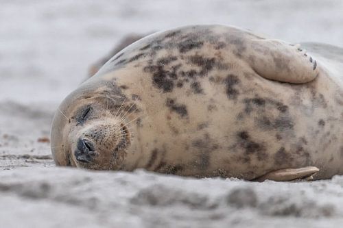 un phoque qui dort sur la plage