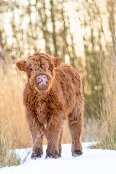 Veau Highlander écossais sur Esther Rollema Fotografie