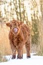 Schotse Hooglander Kalfje van Esther Rollema Fotografie thumbnail