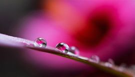 Planten met regendruppels