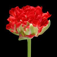 Tulp 'Promiss'