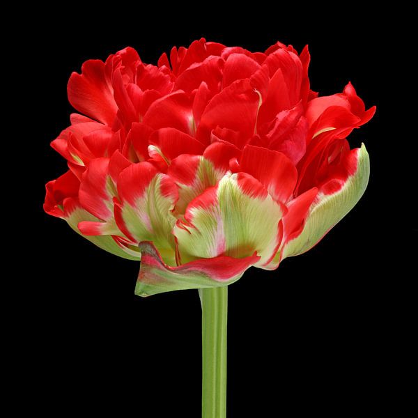Tulipe 'Promiss par Paul Heijmink
