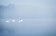 Swans in the fog by Jeffrey Groeneweg thumbnail
