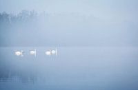 Cygnes dans le brouillard